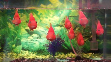 Understanding the Role of Beneficial Bacteria in Your Aquarium