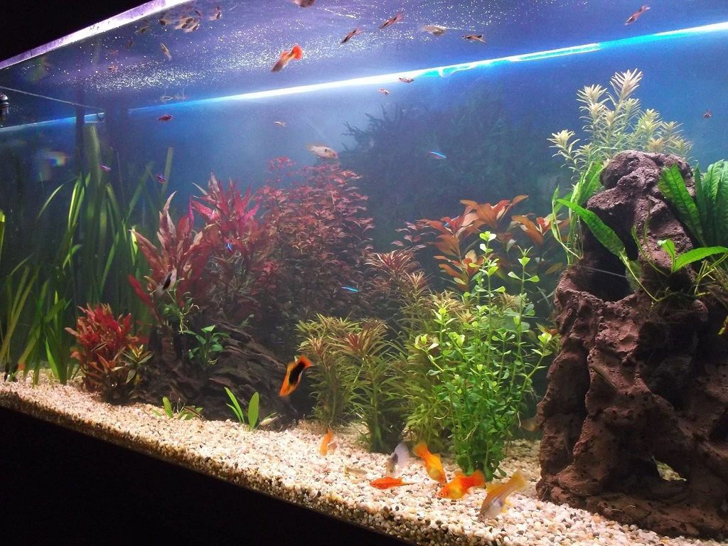 Common Myths About Beneficial Bacteria in Aquariums