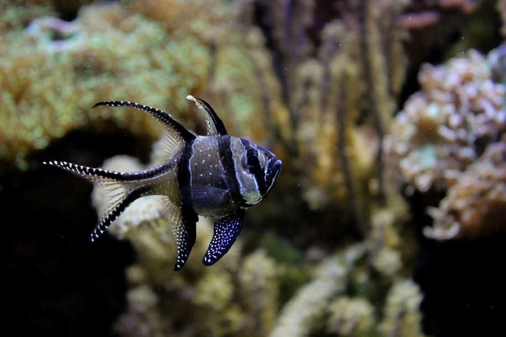 A Simple Guide to Reef Tank Heaters and Temperature