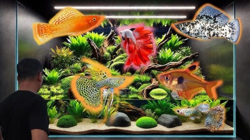 Breeding Tips for Popular Aquarium Fish Species: Expert Advice for Every Hobbyist