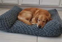Cozy dog curled up in a plush orthopedic bed with soft bolsters for maximum snuggle comfort