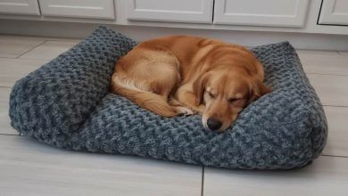 Cozy dog curled up in a plush orthopedic bed with soft bolsters for maximum snuggle comfort