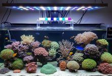 Budget reef aquarium lighting coverage comparison