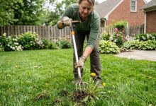 Gardener using a stand-up weed puller on an Ohio lawn.